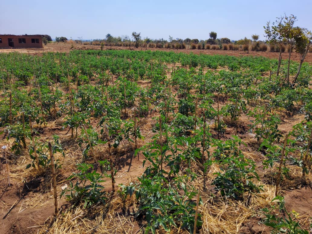 Israel in Kenya (@israelinkenya) on Twitter photo Making the land bloom 🌿! Look at that, <a href="/ChifuniroKanda2/">Chifuniro Kandaya</a> is determined to utilize skills and knowledge learnt from Israel towards #FoodSecurity in #Malawi. Always proud of our <a href="/MASHAVisrael/">MASHAV Israel🎗️</a> alumni doing great things in agriculture with #Israeli technology🇲🇼🫱🏾🫲🏽🇮🇱 Making the land bloom 🌿! Look at that, <a href="/ChifuniroKanda2/">Chifuniro Kandaya</a> is determined to utilize skills and knowledge learnt from Israel towards #FoodSecurity in #Malawi. Always proud of our <a href="/MASHAVisrael/">MASHAV Israel🎗️</a> alumni doing great things in agriculture with #Israeli technology🇲🇼🫱🏾🫲🏽🇮🇱