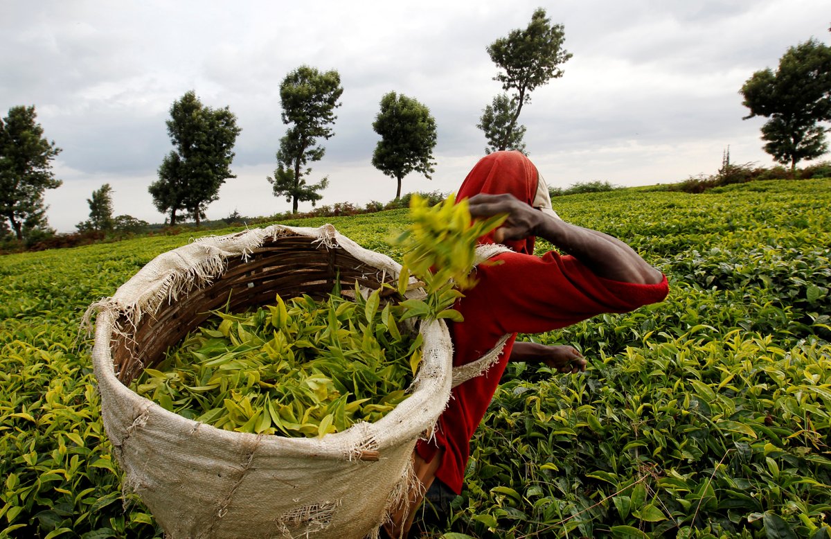 AfricanHub_'s tweet image. Kenyans are suing the UK for colonial abuses and land theft, seeking a reported $200 billion. British colonizers forced Talai and Kipsigis people off their land to make tea farms, with reported killings and torture. Tea companies like Lipton and Unilever still occupy the land.