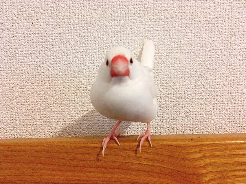kinacoomam's tweet photo. 今日で5日目。しばらくずっと雨予報なので それまでにと今やれることは全てやってきました。町の人達がホント優しくて泣ける。きなちゃん 早く会いたいよ😢
#迷子鳥 #迷子文鳥 #白文鳥
#迷子保護 #文鳥 #迷子 #鳥
#福岡県 #苅田町 #北九州市
#小倉南区 #行橋市 #拡散希望 https://t.co/khBCOct5VZ