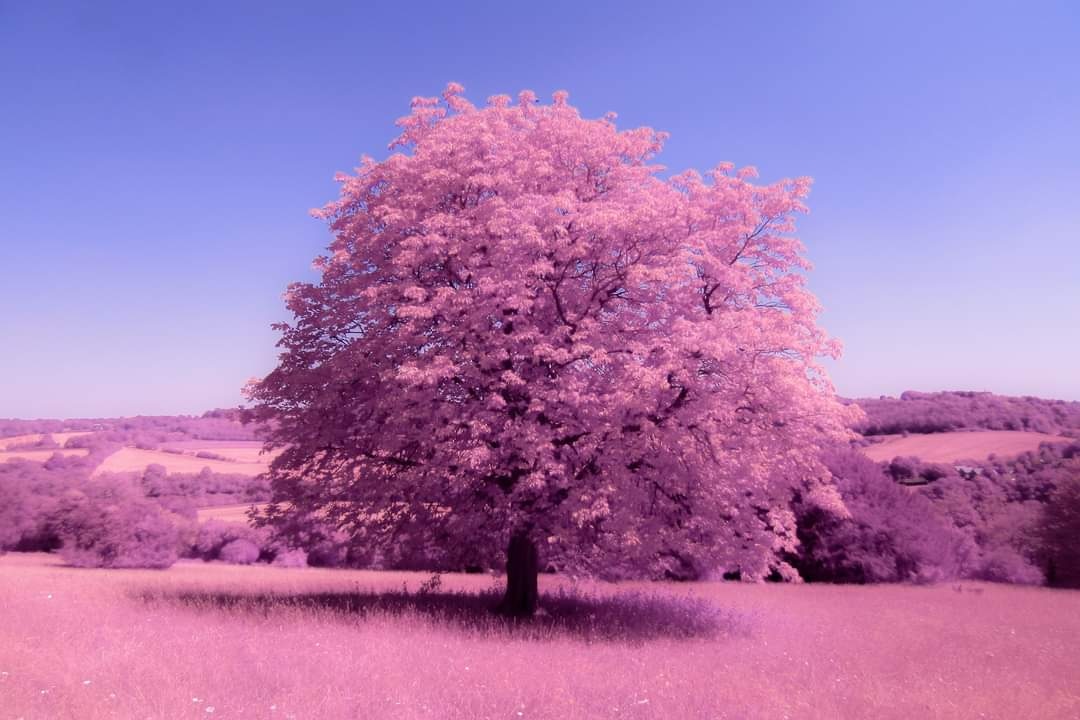 Russell24061640's tweet photo. @ResponsePS Chilton Hills shot in Infra Red #treecop https://t.co/Pb4bzu4yl2