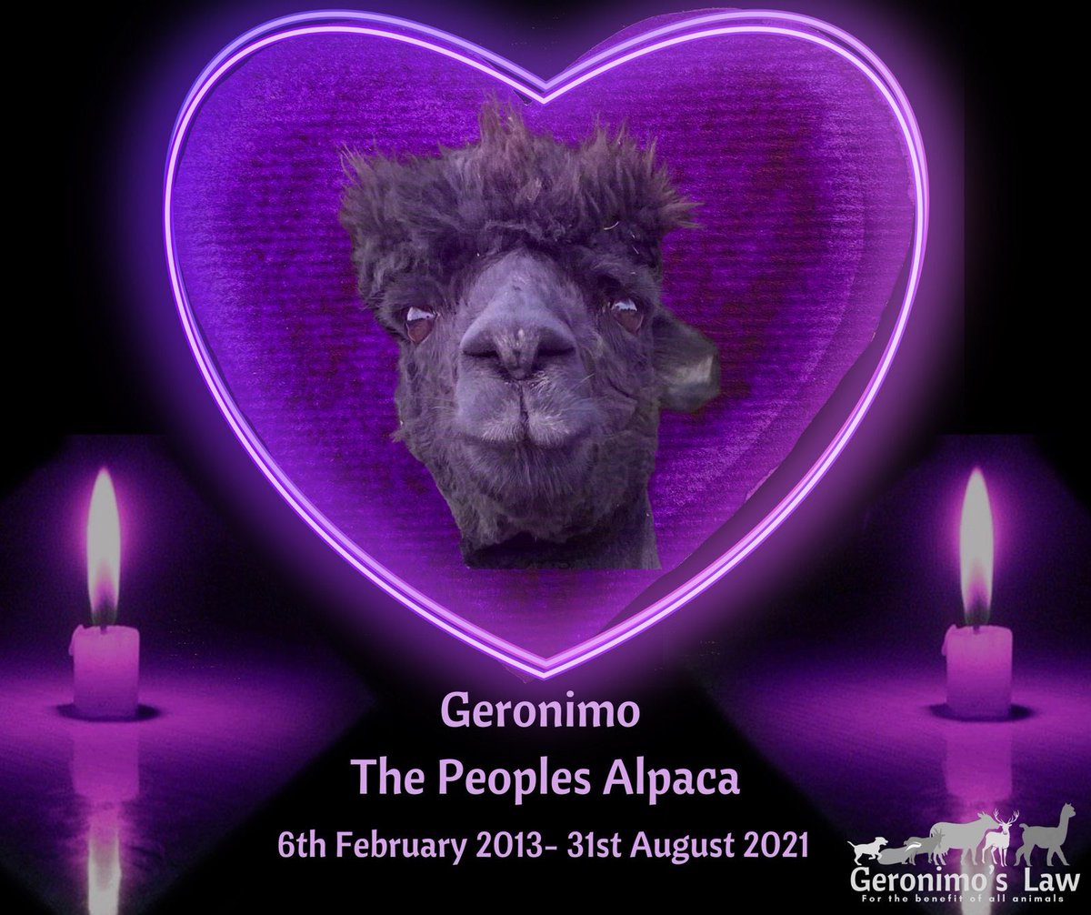 alpacapower's tweet photo. 1 yr ago today healthy Geronimo was forcibly dragged with a rope suffocating in fear pain & distress from his home. Dead on the order of George Eustice.
Boris Johnson Lord Benyon Christine Middlemiss CVO ignored the evidence. Defra dogma & dishonesty exposed. bTB free from NZ ๐ https://t.co/qtQg7KoNXm
