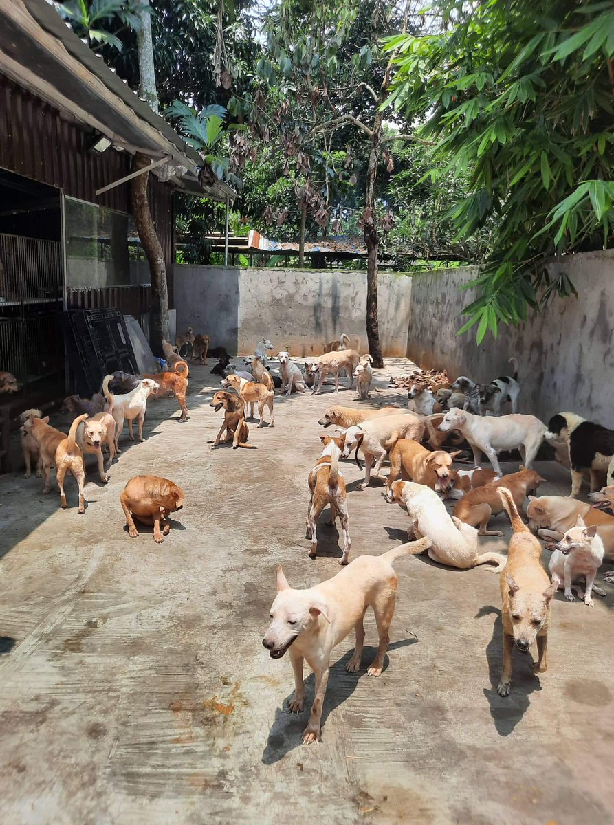 For <a href="/JAYBUMAOM/">JAY BUM PARK</a>'s 14th Debut Anniversary, we donated 14,000 PHP, 140kg. of rice and 140 kg of dog food (~512 USD) to STRAYS WORTH SAVING for the benefit of rescued stray animals. 

We thank all Jwalkerz for who made this possible. ❤️   

🔗 facebook.com/10368386103851…