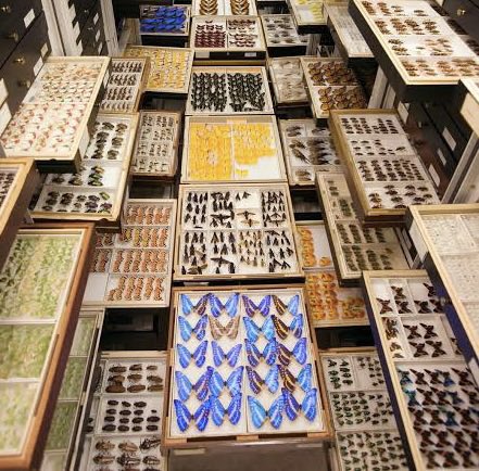 stemminist's tweet photo. Q8. “Type specimens” (used to define a species) in museums, universities and other collections remain predominantly male. Have you seen any move to address this in your own institutions? #stemministbc #academictwitter https://t.co/BwFov3KkXh