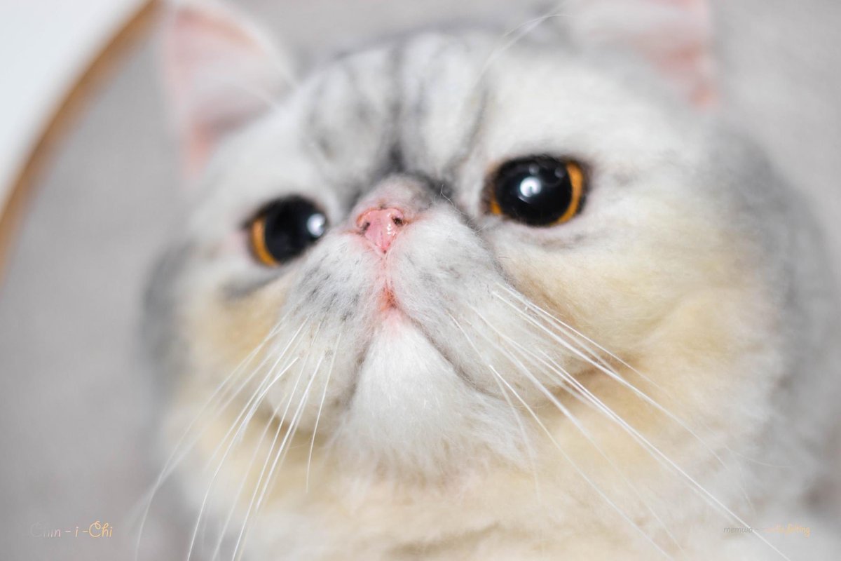 memwa_handmade's tweet photo. ❤️
#catlover #portraitcat https://t.co/sadKxpHAsq