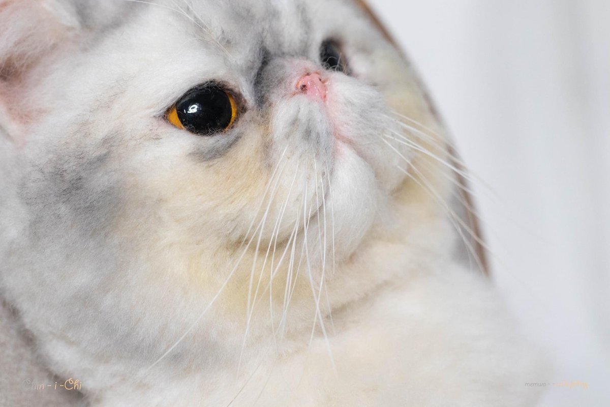 memwa_handmade's tweet photo. ❤️
#catlover #portraitcat https://t.co/sadKxpHAsq