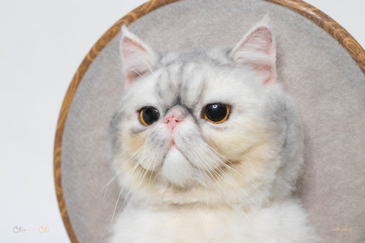 memwa_handmade's tweet photo. ❤️
#catlover #portraitcat https://t.co/sadKxpHAsq