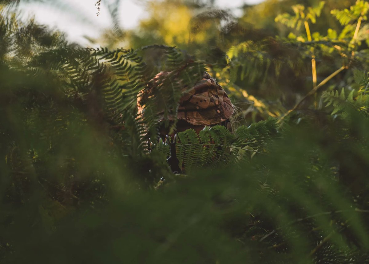 A hidden cadet.

#armycadetsuk #armycadetscamp22 <a href="/ArmyCadetsUK/">Army Cadets UK</a>