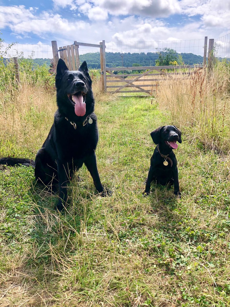 radarPDP's tweet photo. It’s Radar’s 8th Birthday today, he is living an amazing life as a pet dog &amp; has a new brother at home ❤️ https://t.co/mx2lrYjV1n