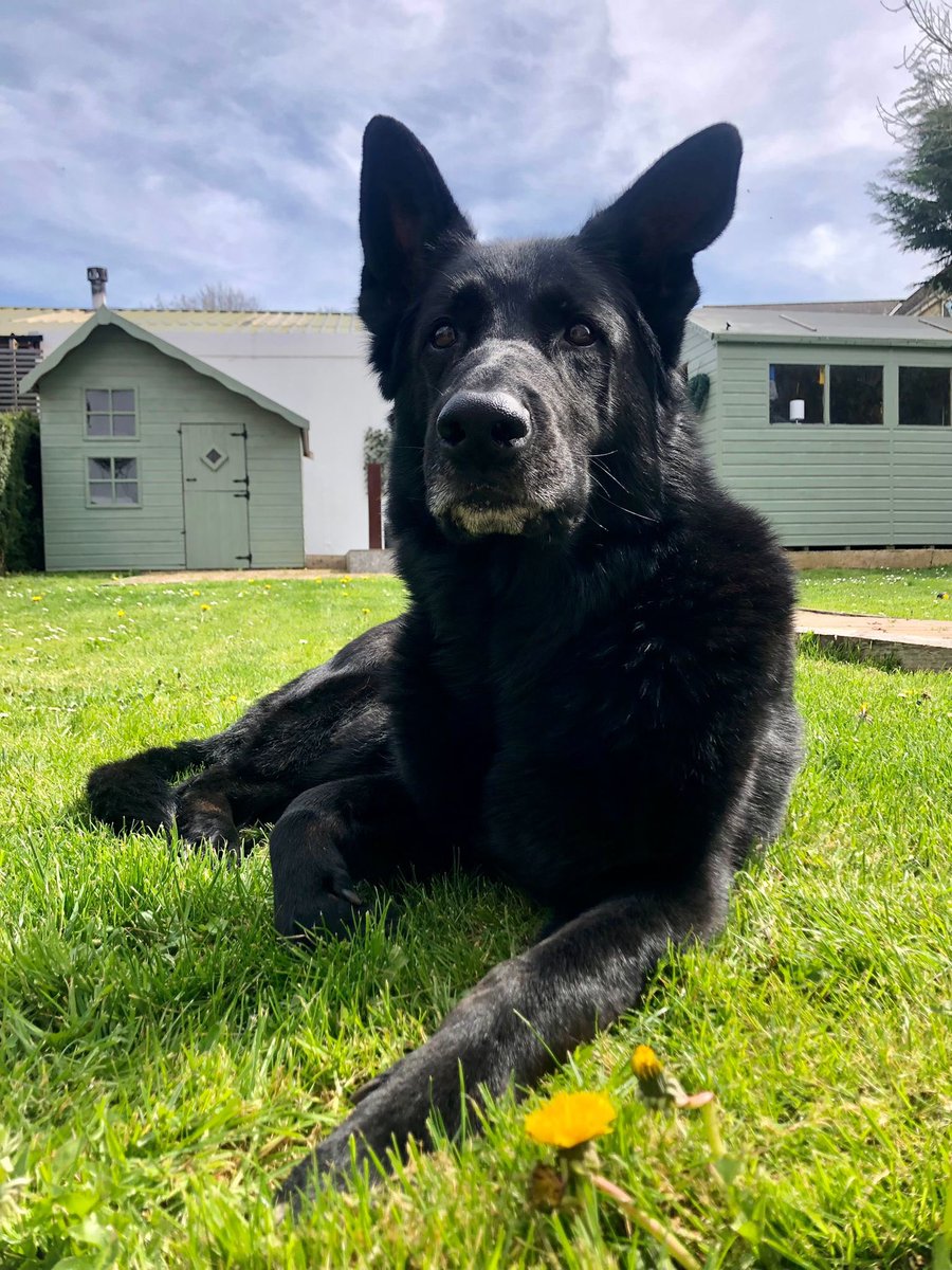 radarPDP's tweet photo. It’s Radar’s 8th Birthday today, he is living an amazing life as a pet dog &amp; has a new brother at home ❤️ https://t.co/mx2lrYjV1n