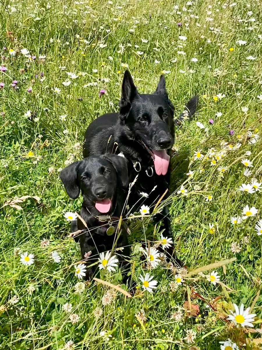 radarPDP's tweet photo. It’s Radar’s 8th Birthday today, he is living an amazing life as a pet dog &amp; has a new brother at home ❤️ https://t.co/mx2lrYjV1n