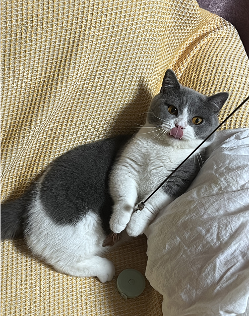 ThreeKitty_Wong's tweet photo. I really like this game today!
#cats #CatsOfTwitter https://t.co/JLW7Z0oIGE