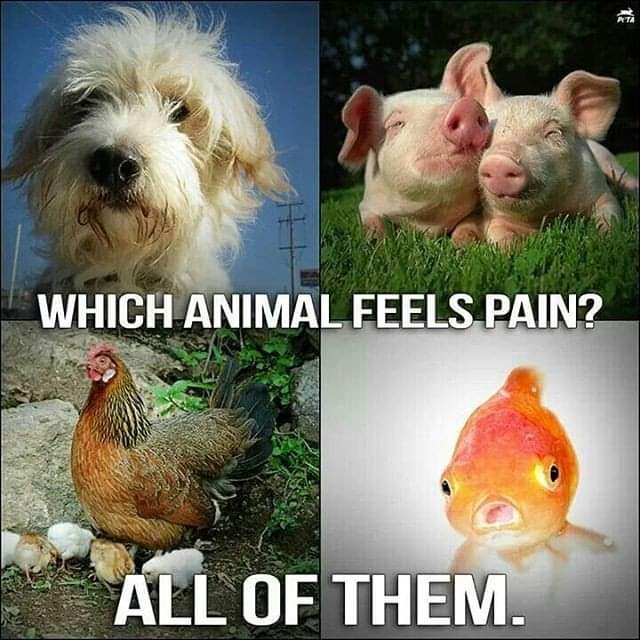 🌱WHICH ANIMAL FEELS PAIN? ALL OF THEM!!!🌱