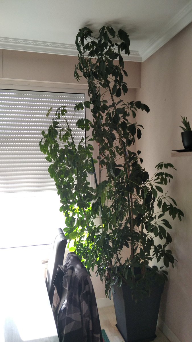 Laura___90's tweet photo. @lidlespana Nada mejor que completar una jungla urbana con el Ficus de #lidl.
Agua, amor y una fuente de luz perfectos ingredientes para casi tener una cortina natural. 
#LasPlantasDeLidl https://t.co/5f2L9VwOHh