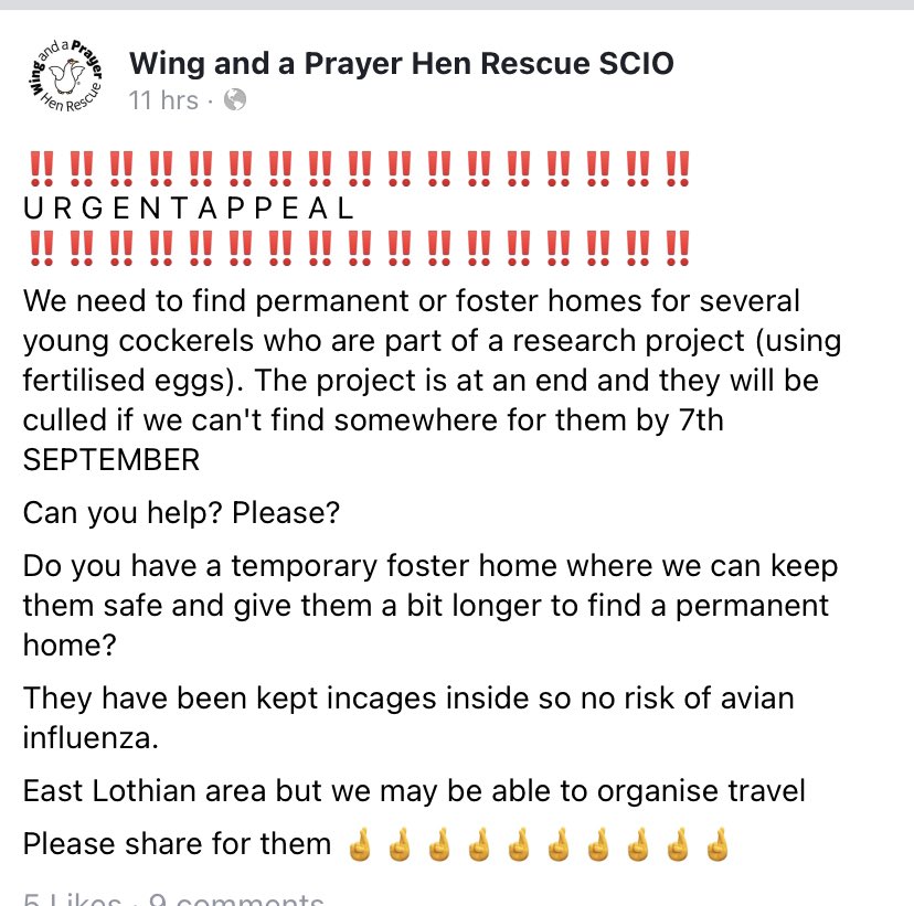 URGENT APPEAL! Young cockerels needing homes. Can you help? Please share.