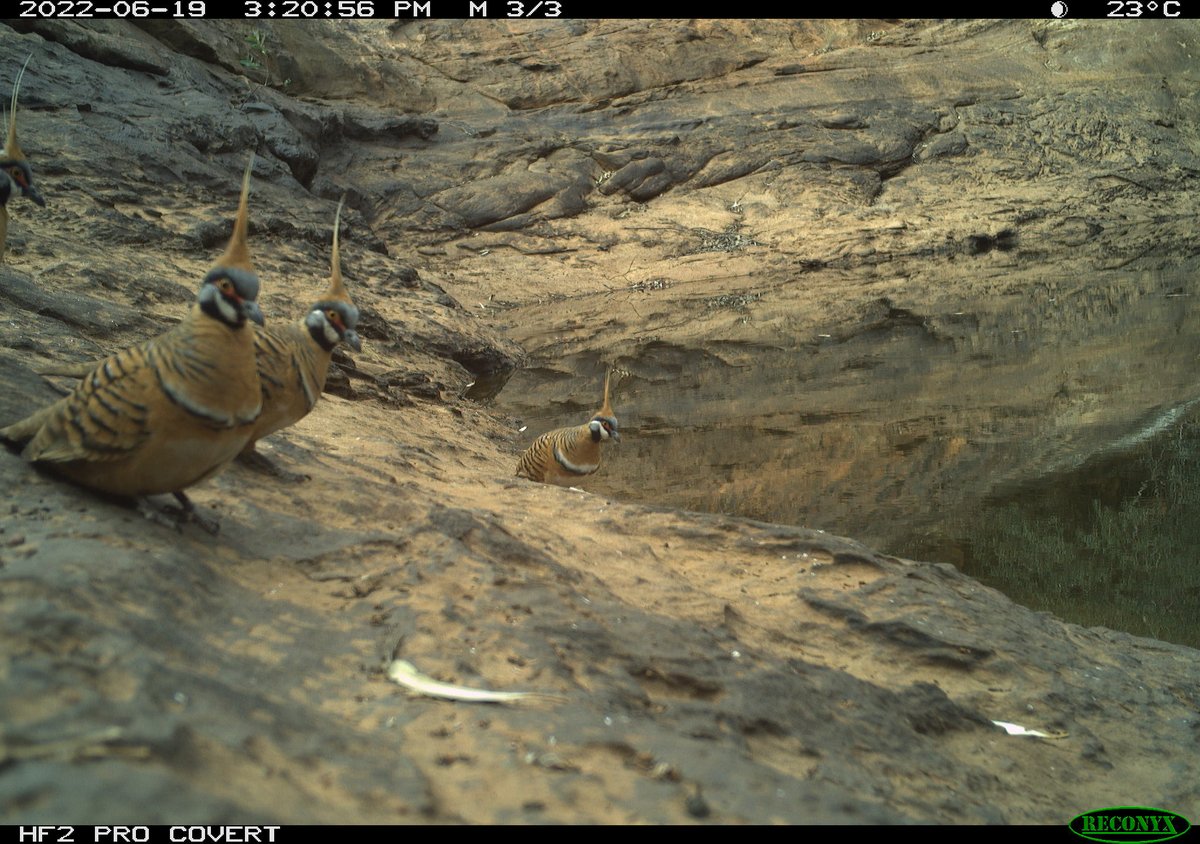 Jenny Davis tweet media