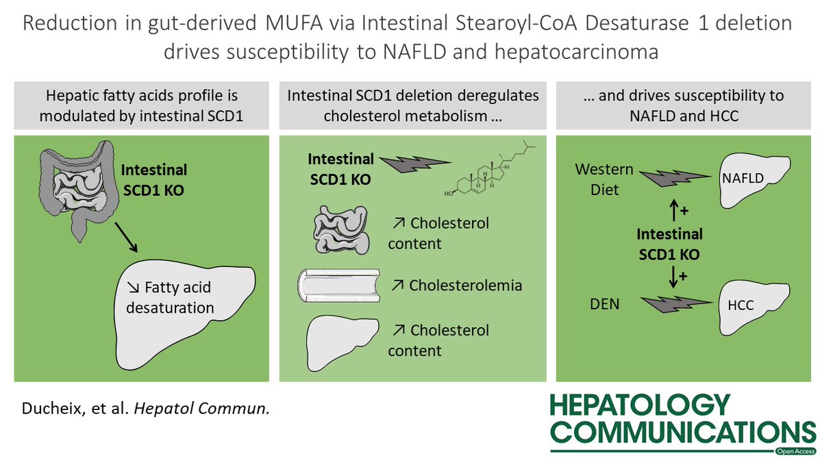 Finally out!

Monounsaturated fatty acids produced in the intestine protects the liver form Nash and HCC. @unibait @HepCommJournal 
#gutliveraxis #nash #hcc #lipidmetabolism

aasldpubs.onlinelibrary.wiley.com/doi/10.1002/he…