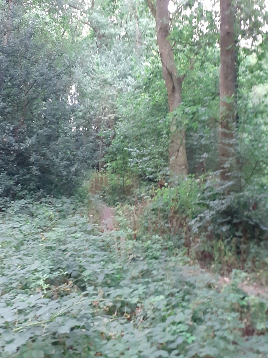 JulieRCMWales's tweet image. Wellbeing Wednesday morning walk Day 9 of #100dayplan  #thinkingtime #midweekmotivation