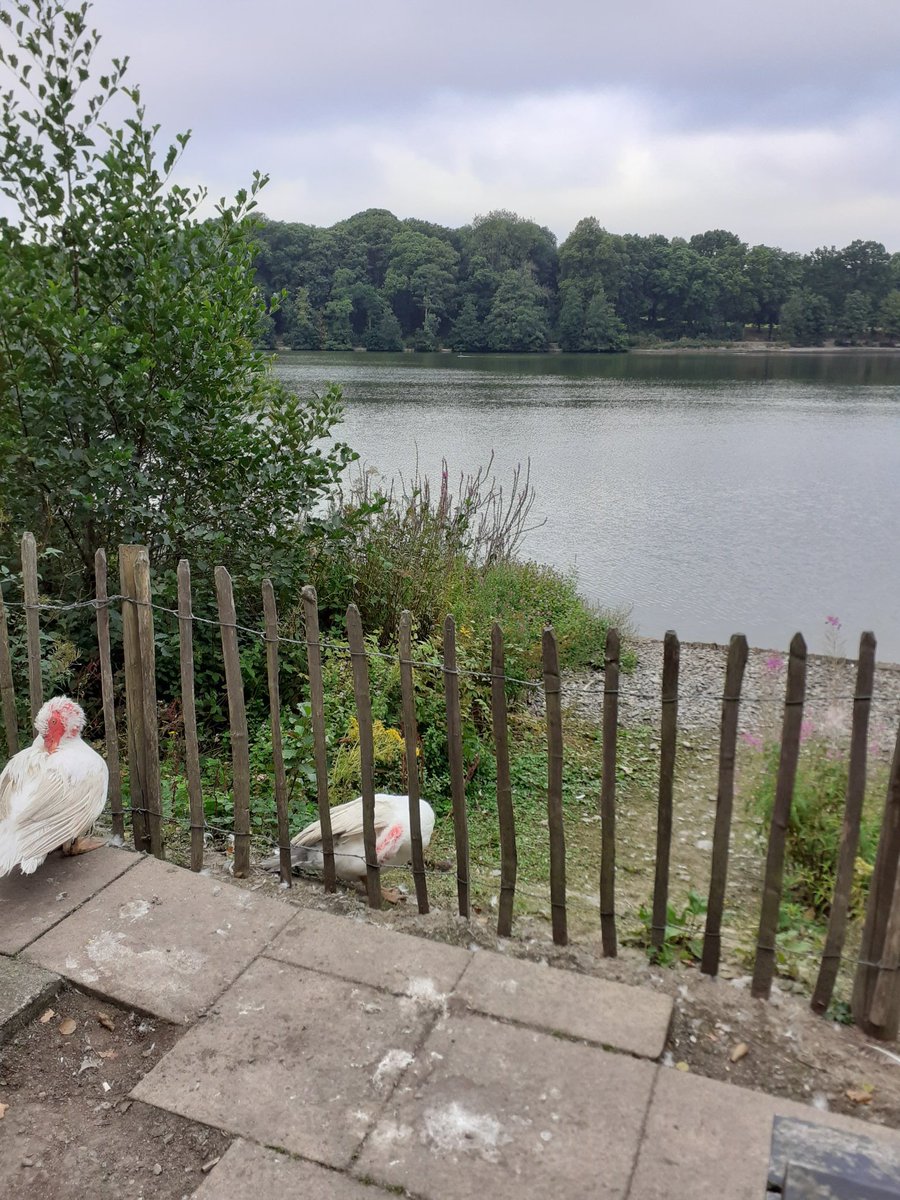 JulieRCMWales's tweet image. Wellbeing Wednesday morning walk Day 9 of #100dayplan  #thinkingtime #midweekmotivation