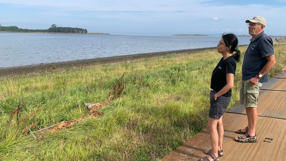 På 9. år holder SDUs biologer øje med udviklingen i DKs store demonstrationsprojekt Gyldensteen Kystlagune der skal vise os, hvad der sker, når man lader hav oversvømme tidl. landbrugsjord. Den er stadig så leret, at der næsten kun lever frynseorm. Mere i tråd👇