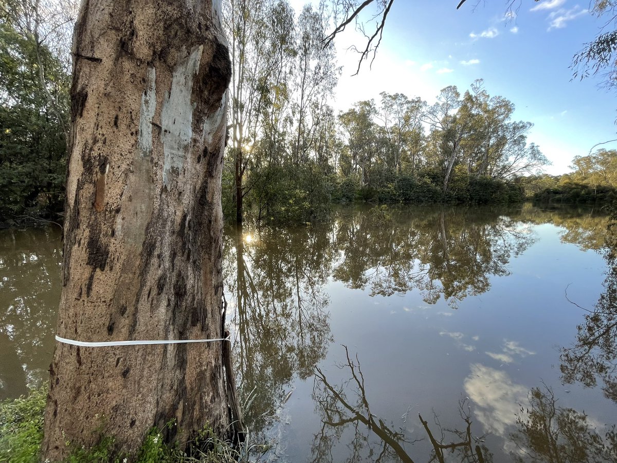 Failing miserably in my bid to spot a platypus in the Goulburn River. #shepparton