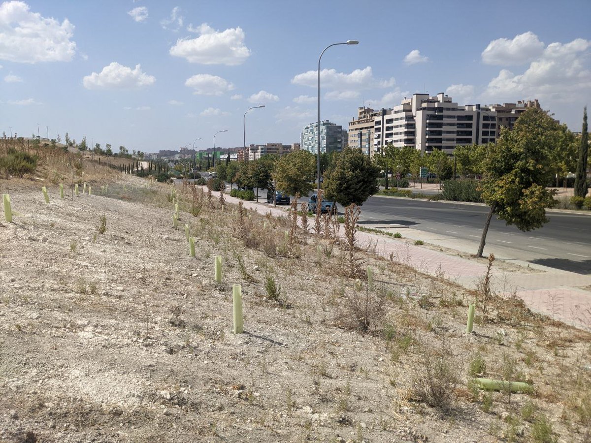 Hace meses Almeida plantó una cantidad de árboles insuficientes para recuperar todo lo perdido por el temporal de Filomena. Pero ha sido más triste descubrir que durante el verano no los ha cuidado y todo se ha secado. Inversión a la basura. Barrios sin árboles. Son un desastre.