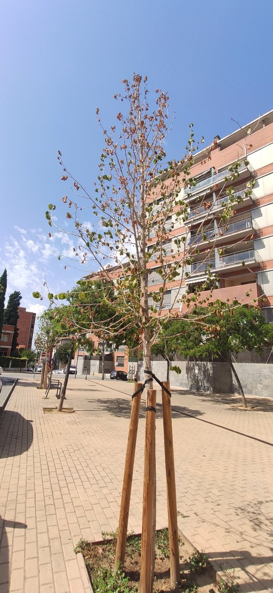 volemrubiverd's tweet photo. Estat de l'arbrat plantat aquest any.Sembla que la regidoria de Medi Ambient no sap que quan planten ha d'haver un manteniment.Hem passat per un dels estius més càlids de la història.L'@AjRubi s'ha gastat (millor dit ha llençat) uns diners en arbres que s'han mort per no mantenir https://t.co/yR37E8nQwJ
