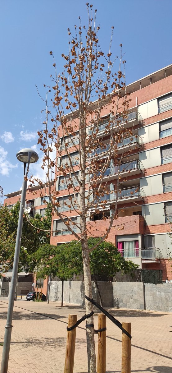 volemrubiverd's tweet photo. Estat de l'arbrat plantat aquest any.Sembla que la regidoria de Medi Ambient no sap que quan planten ha d'haver un manteniment.Hem passat per un dels estius més càlids de la història.L'@AjRubi s'ha gastat (millor dit ha llençat) uns diners en arbres que s'han mort per no mantenir https://t.co/yR37E8nQwJ