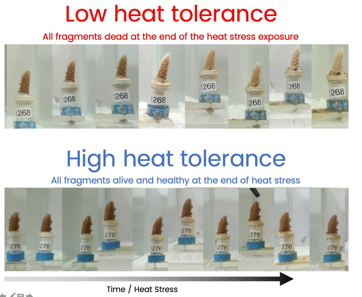 Adriana Humanes (@adriana_humanes) on Twitter photo 📣Hot off the press! Our intrapopulation variability in #CoralHeatTolerance paper is now published in <a href="/royalsociety/">The Royal Society</a>! (#OpenAccess) <a href="/Coralassist_Lab/">Coralassist Lab</a> 🪸
bit.ly/3TrAVxZ 📣Hot off the press! Our intrapopulation variability in #CoralHeatTolerance paper is now published in <a href="/royalsociety/">The Royal Society</a>! (#OpenAccess) <a href="/Coralassist_Lab/">Coralassist Lab</a> 🪸
bit.ly/3TrAVxZ