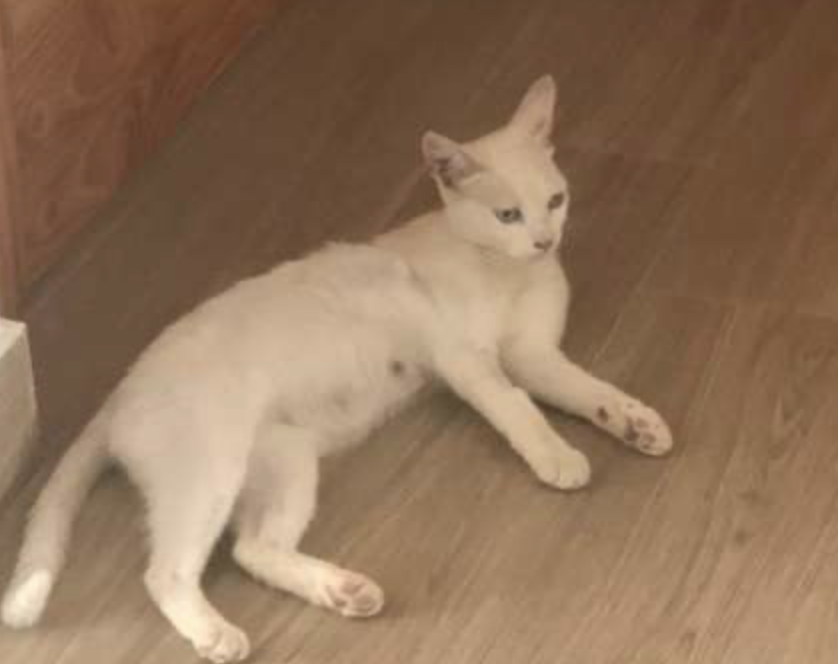 HouseSitMatch's tweet photo. NEW CHRISTMAS #housesit! π
#Catsitting 3 cats over #Christmas and New Year, 13th Dec-4th Jan, in #Arboleas, #Spain πͺπΈ
Beautiful detached 4-bed #villa with a log burner
Click here for more info: https://t.co/nG0jTZaw0c
#catsit #catsitter #catsitters #trustedpetsitters #petsit https://t.co/pyK61Eiz2I
