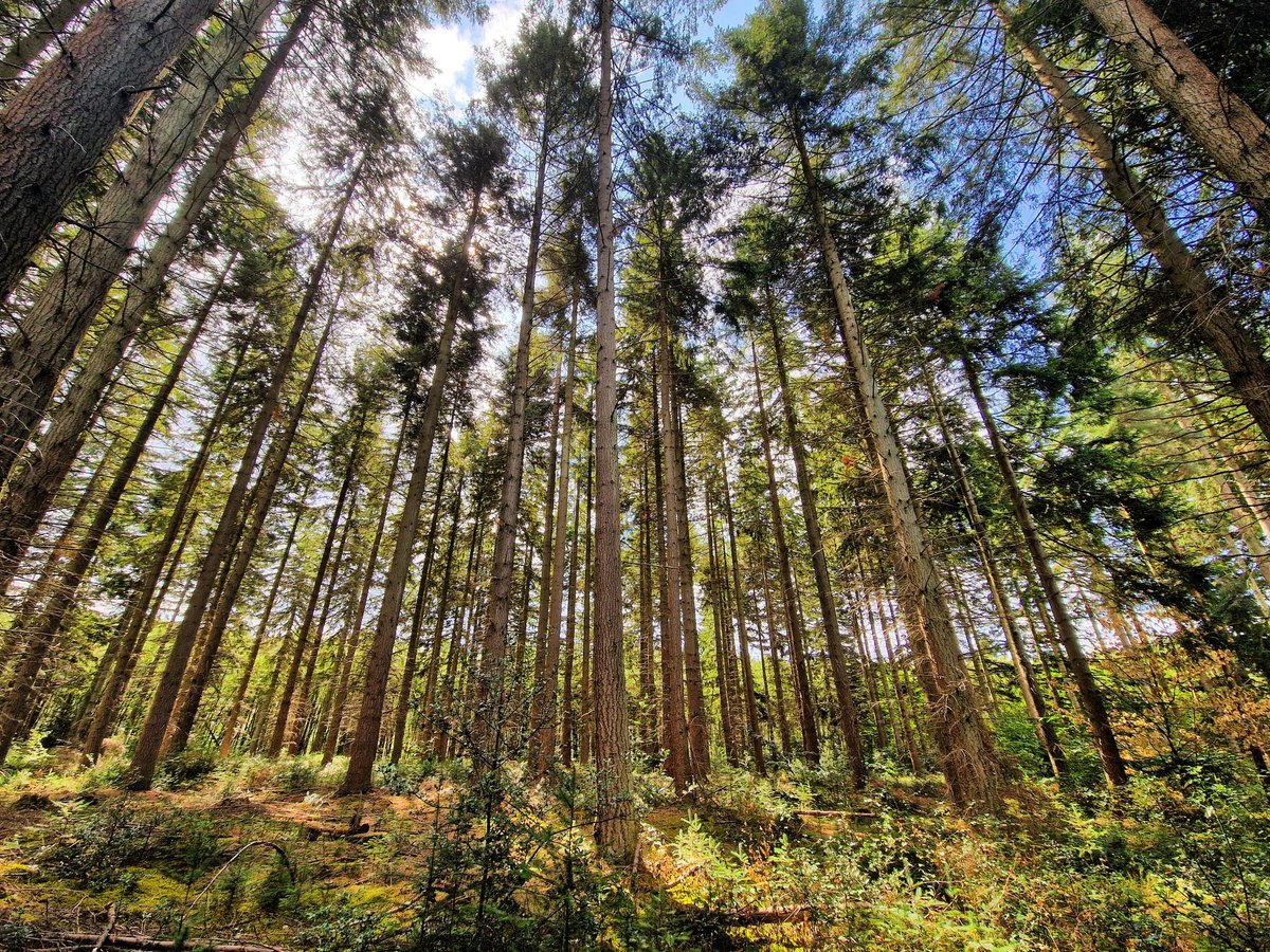 Andy Webb tweet media