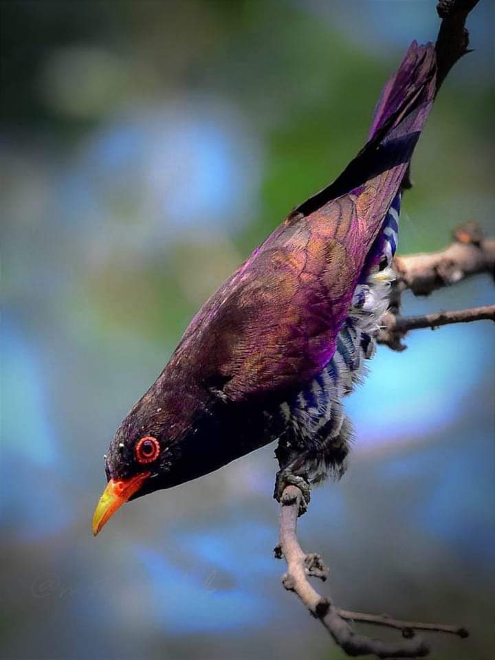 Violet Cuckoo #indiaves #BBCWildlifePOTD #TwitterNatureCommunity #ornithology #birdphotography #natgeoindia #wildlife #Nikon #BirdTwitter #discoverychannel