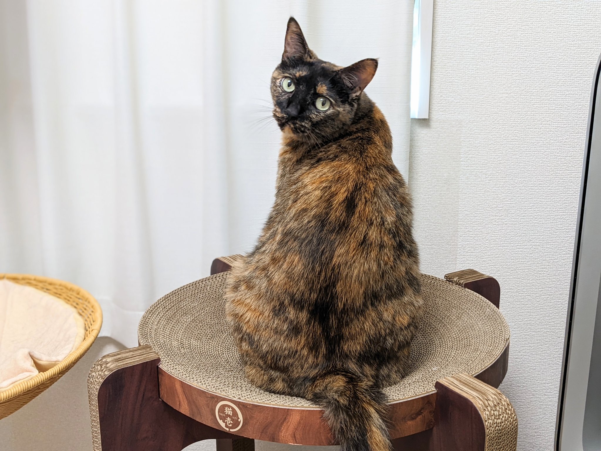 ねこほうママ Hamaromiko Twitter