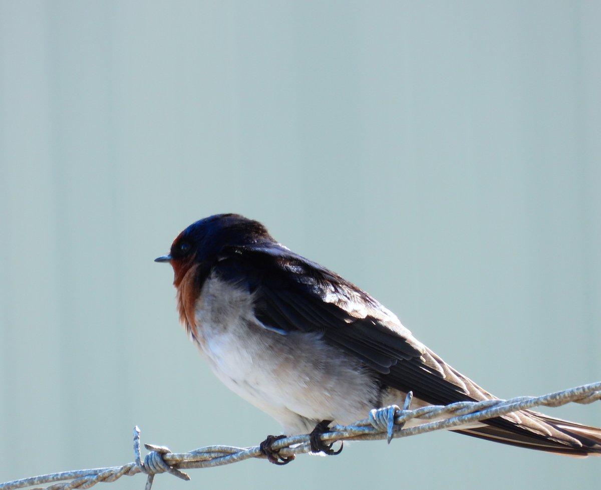 Our workplace Welcome Swallows have a nest...
Watch this space 🙂

#NikonP1000 #nikonphotography 📷 #BirdsSeenIn2022 #wildlifephotography #NaturePhotography #birdphotography #birding  #birdwatching #LifeThroughaLens