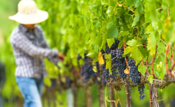 [#TousMobilisés] La saison des vendanges est là, les viticulteurs recrutent 🚀

➡️ Si vous n'avez jamais travaillé dans le secteur, ce n'est pas un souci, les débutants sont bienvenus 💪

En savoir ➕📲💻⏩ pehdf.fr/a8g3u

#OnEstLàPourVous #AvecPôleEmploi