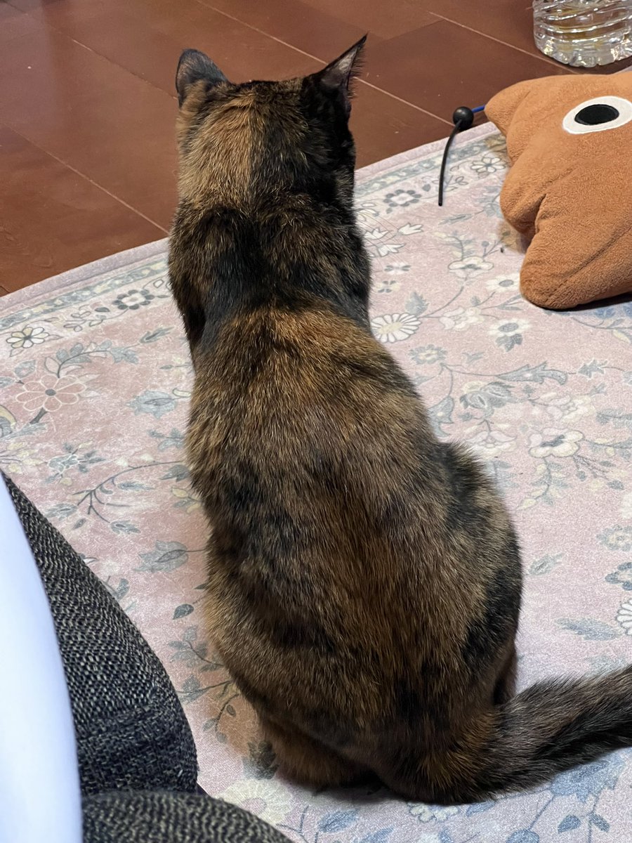misakisami04's tweet photo. 後ろ姿も可愛い♡⃛

 #サビ猫の日  #サビ猫はいいぞ  #猫好きさんと繫がりたい https://t.co/GEjV9TR7MQ