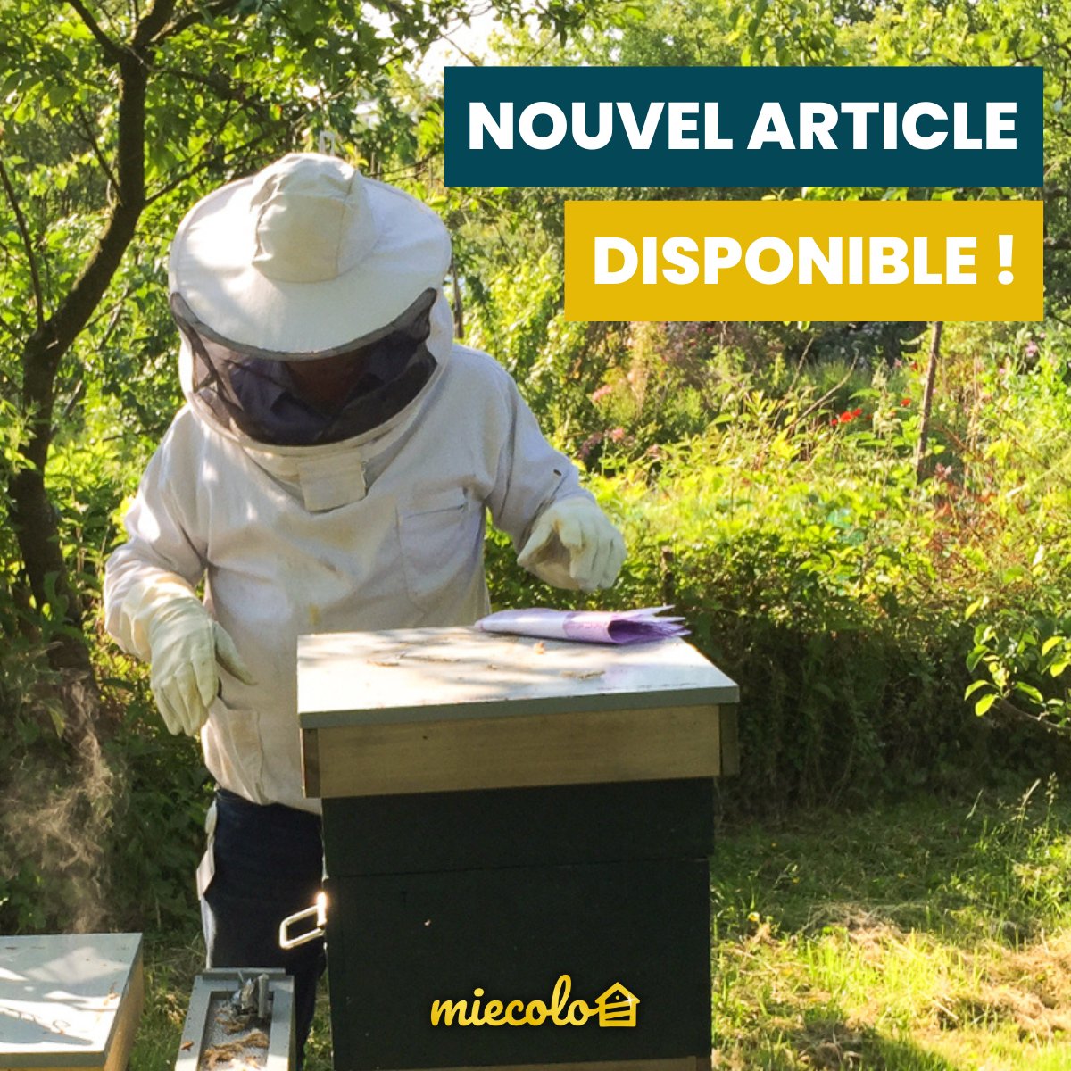 À la recherche des #plantes #mellifères et/ou #pollinifères les plus communes en France ? #Miecolo a effectué des recherches et édité une base de données 🐝

Nous vous partageons quelques plantes dans cet article : bit.ly/3AWCFYO