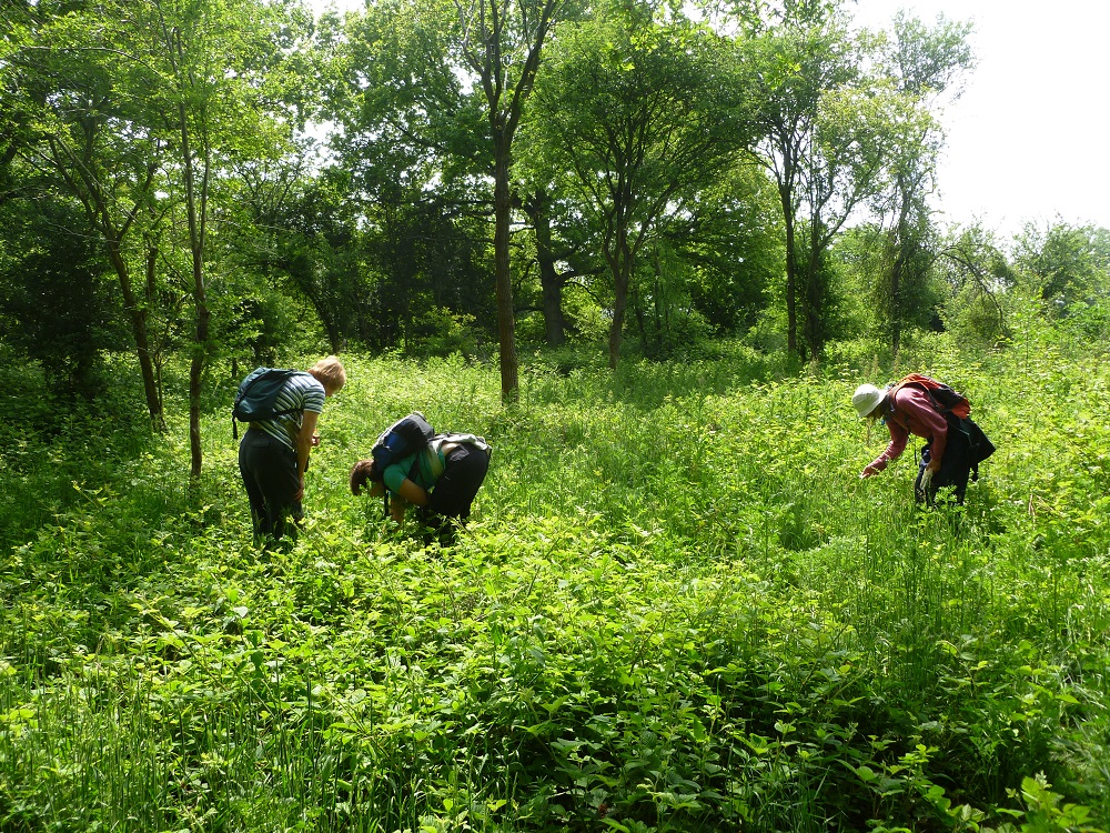 The vast majority of records in the TVERC database are collected by volunteers and local wildlife groups, showing just how vital your efforts are. So please, make your nature spotting count and submit your records to TVERC 🐦 📝🖥️👩‍🏫: tverc.org/cms/content/sh…