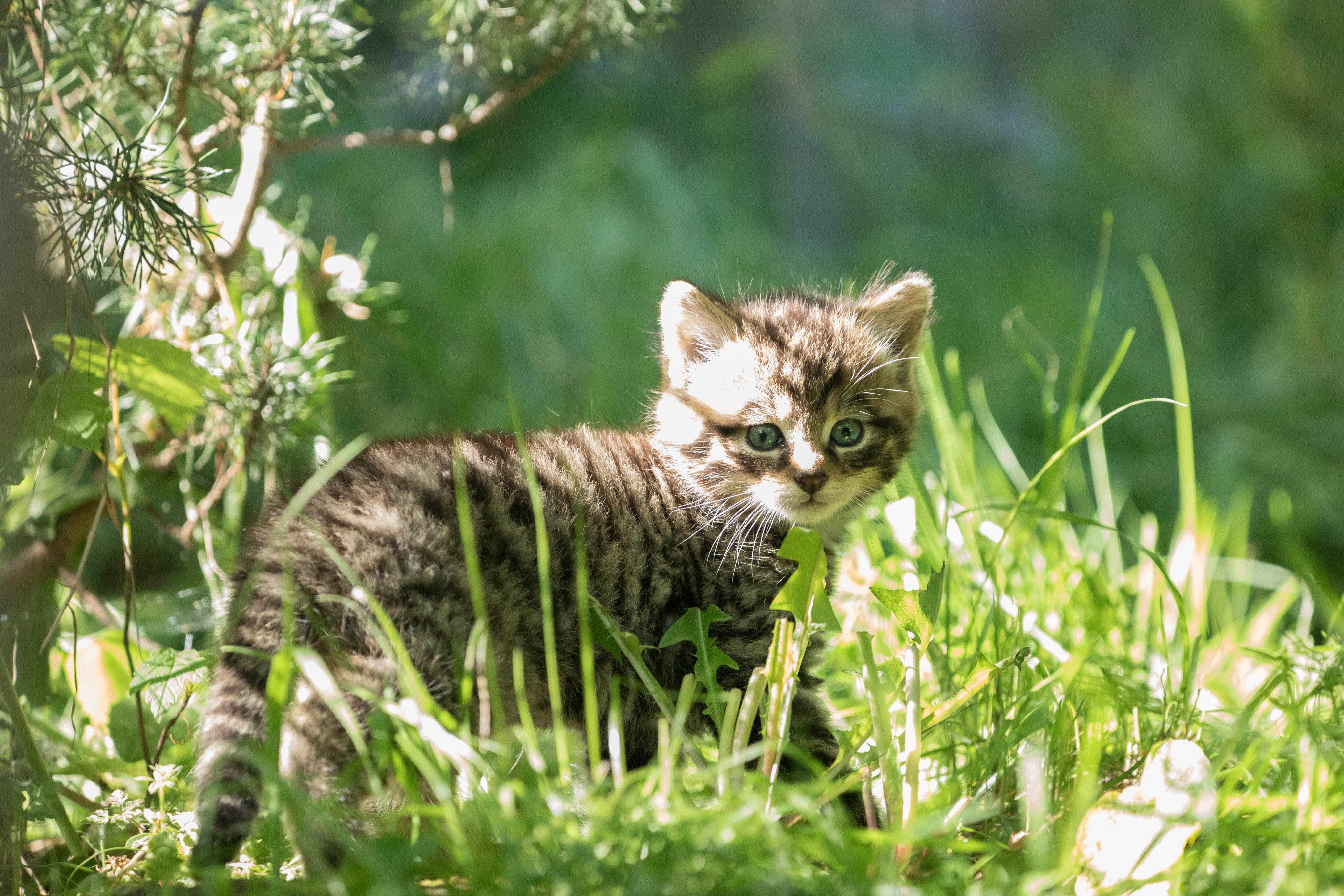 Котята дикой Лесной кошки