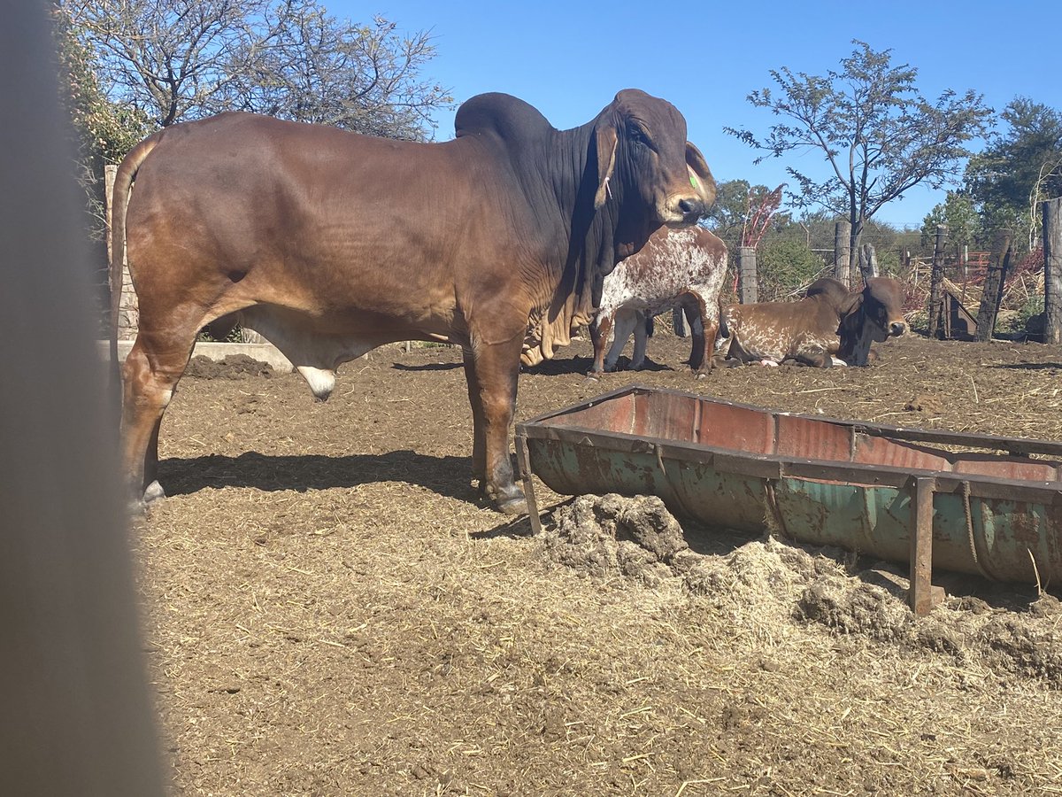 abel4moyo's tweet photo. The new sire Pedigree Red Brahman 🥰. Ready for the breeding season. #ZimAgricRising #zim @basera_john https://t.co/kkMrlfvVND