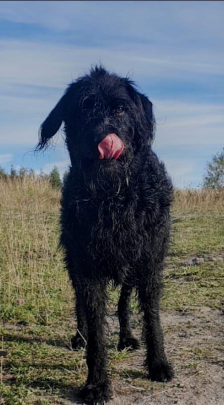 "Tongue Out Wednesday" 😂Here's Lottie Labradoodle 🐩after her early morning swim 🏊‍♀️ Wishing you all a Wonderful Wednesday 😊🌻🌳🍵☕🍰 <a href="/dogsoftweets/">dogstweets</a> <a href="/hugysmum/">Dee</a> @gwdihwtweet <a href="/dobieshuman/">Jan Mitchell</a> <a href="/stripey2121/">Steve</a> <a href="/mrssusanvjones/">Susan V Jones</a> <a href="/SteveMilner1960/">Steve M</a> <a href="/JanetMadden13/">Mrs Janet Madden Goodier 🇮🇪</a> @_lisa_michelle