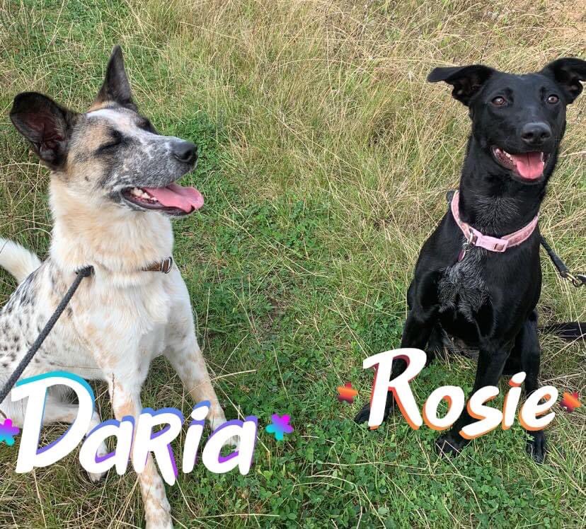 NoahArkrr's tweet photo. 💖 DARIA &amp; ROSIE 💖

Application Form
https://t.co/vwfVTtvoxm

These are 2 very special bonded girls.

Both 2 Years Old &amp; Spayed

These girls are scared of the outside world so looking for somewhere with a decent size garden or a quiet village location 
#adoptme https://t.co/Mx9Ap5TIWJ