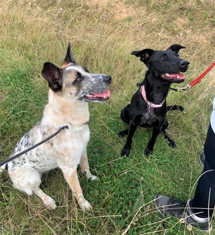 NoahArkrr's tweet photo. 💖 DARIA &amp; ROSIE 💖

Application Form
https://t.co/vwfVTtvoxm

These are 2 very special bonded girls.

Both 2 Years Old &amp; Spayed

These girls are scared of the outside world so looking for somewhere with a decent size garden or a quiet village location 
#adoptme https://t.co/Mx9Ap5TIWJ
