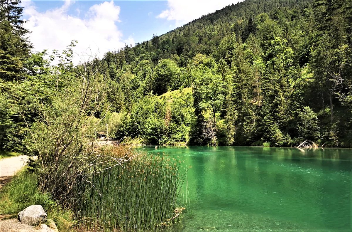Greenisamissio1's tweet photo. Trees are among the most impressive creatures on our planet. Where they grow, they dominate the landscape and are the central building block of the ecosystem. Our global ecosystem would be almost inconceivable without the services of trees. They are worth protecting.💚🌳🌲🌱❤️💚 https://t.co/iaKOZ92dUx