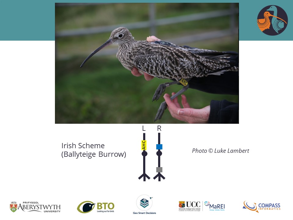 ECHOES project (@echoesproj) on Twitter photo Curlew are returning to the coast for the winter (already!). Please let us know if you see any with the rings pictured, by emailing details to info@echoesproj.eu. Thank you! <a href="/_BTO/">BTO</a> <a href="/BTO_Cymru/">BTO Cymru</a> <a href="/BTO_Ceredigion/">Ceredigion Birds</a> <a href="/CurlewAction/">Curlew Action</a> <a href="/CurlewLIFE/">Curlews in crisis</a> #EUIrelandWales #Curlew Curlew are returning to the coast for the winter (already!). Please let us know if you see any with the rings pictured, by emailing details to info@echoesproj.eu. Thank you! <a href="/_BTO/">BTO</a> <a href="/BTO_Cymru/">BTO Cymru</a> <a href="/BTO_Ceredigion/">Ceredigion Birds</a> <a href="/CurlewAction/">Curlew Action</a> <a href="/CurlewLIFE/">Curlews in crisis</a> #EUIrelandWales #Curlew