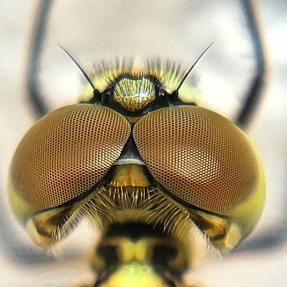 What am I? 
#insect #eyes