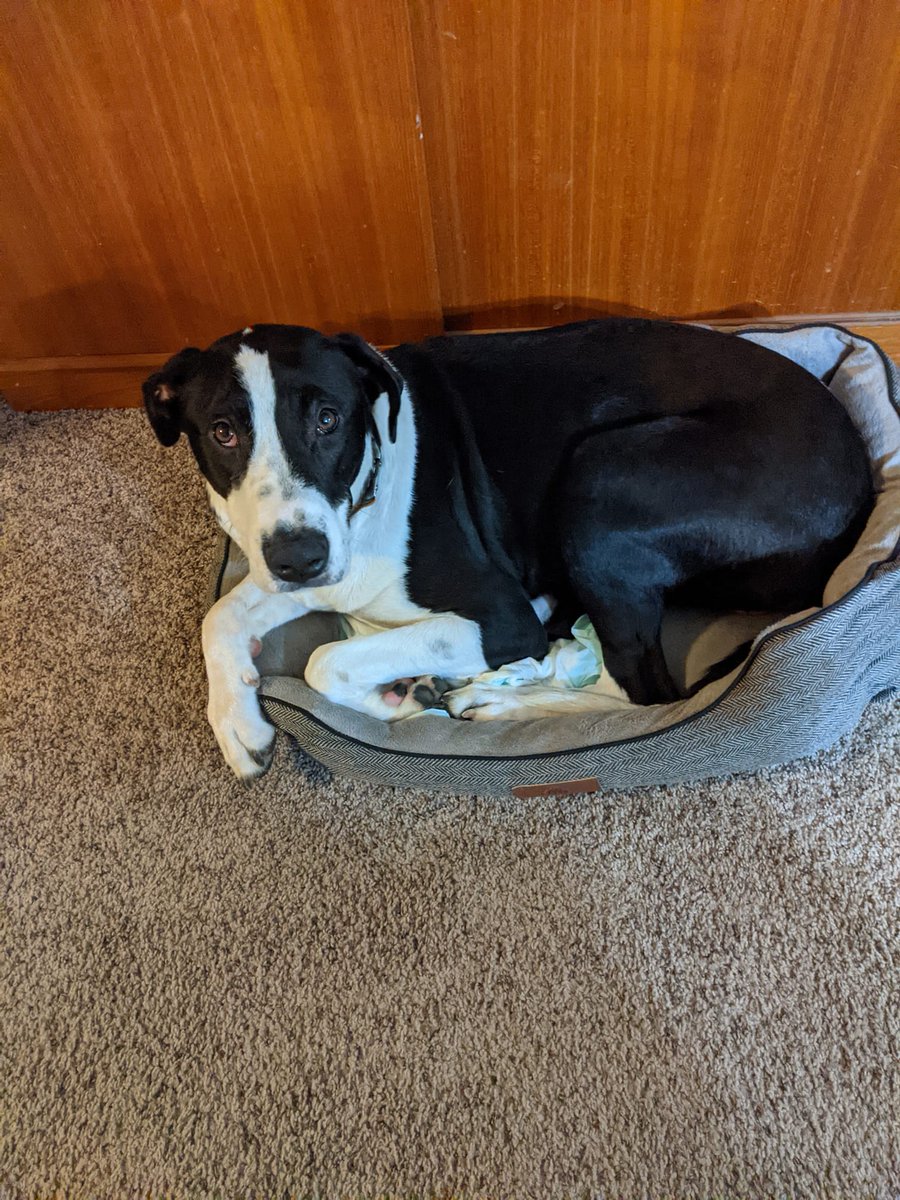 JPBallinger's tweet photo. @dog_rates @Trupanion Wojo, a 90-lb pittie/Lab/Dane mix, who thinks he can fit in a tiny bed. And Leeloo, a beagle/pittie mix who's been the sweetest rescue ever (unless you're a squirrel, in which case you are not safe!). https://t.co/UPrguj0J91
