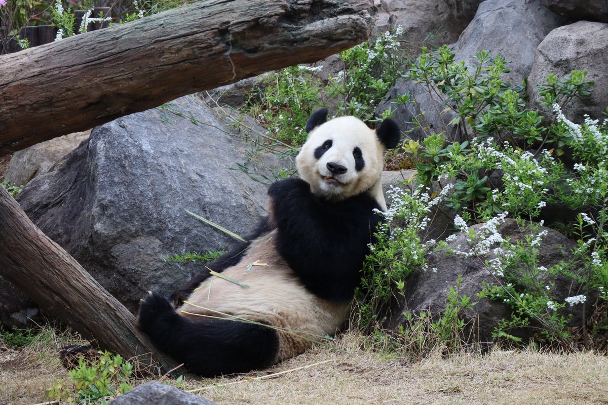 上野動物園、リーリー。
イケパンリーリーは花も似合う。
2022.3撮影
#パンダが日本にやってきた
