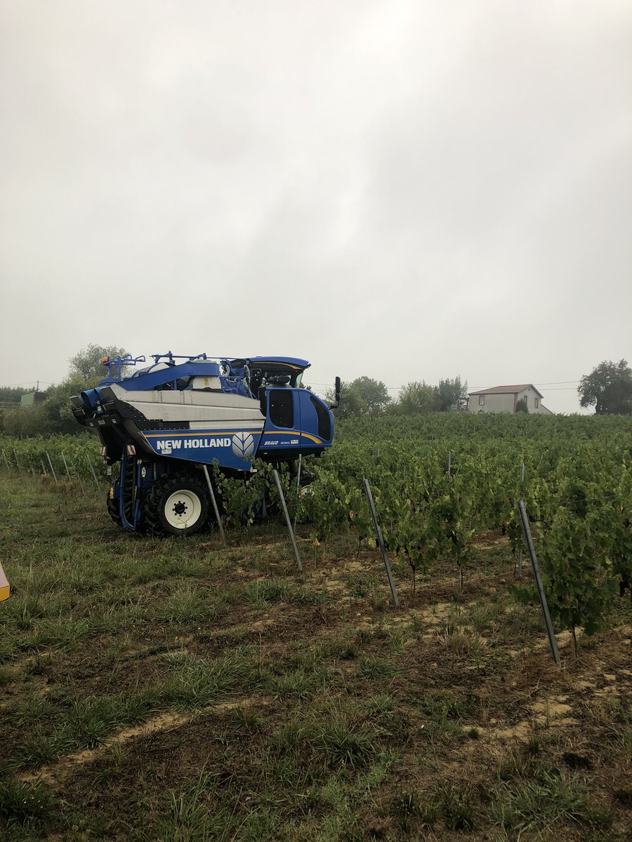 Jeremy_Caz's tweet photo. Les vendanges ont débutées depuis le 29/08 dans le Tursan.
Récolte des #Merlots ce matin, première année de production.
Légère pluie et un orage plus trop.
Mais un sol toujours aussi sec 😩
@VindeTursan https://t.co/OXqfKeIV30