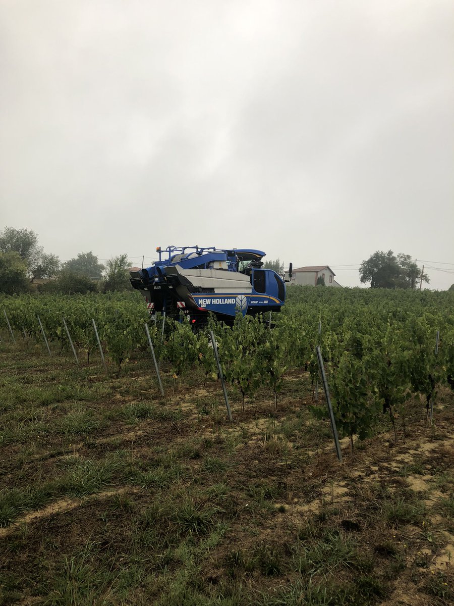 Jeremy_Caz's tweet photo. Les vendanges ont débutées depuis le 29/08 dans le Tursan.
Récolte des #Merlots ce matin, première année de production.
Légère pluie et un orage plus trop.
Mais un sol toujours aussi sec 😩
@VindeTursan https://t.co/OXqfKeIV30