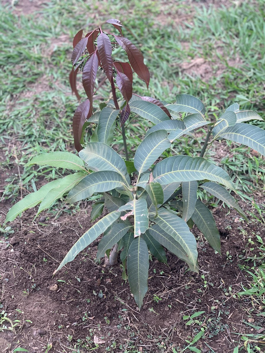 Planted on 25th February 2022 in Kasangati, Wakiso District.